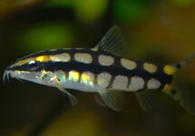 DWARF LOACH