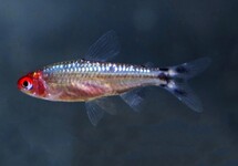 FIREHEAD TETRA DIAMOND