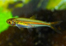 ORANGEROTER ZWERGSALMLER