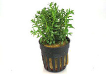 Rotala bossii in pot (p5)