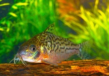CORYDORAS SODALIS COLOMBIA