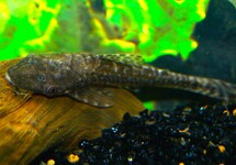 GIANT OTOCINCLUS GULARE