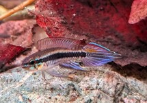 ZWERGBUNTBARSCH CANDIDI