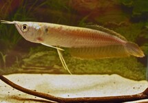 SILVER AROWANA