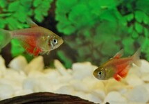ROTE VON RIO ORANGE