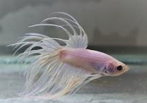 KEMPVIS CROWNTAIL WIT MAN