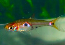 STRAWBERRY RASBORA