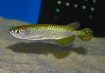 AUSTRALIAN AROWANA