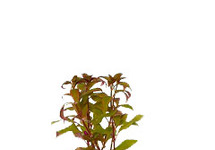 Alternanthera reineckii terracotta ring