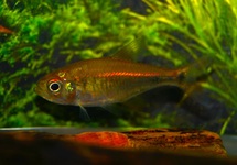 GOLDSALMLER MONILIGER