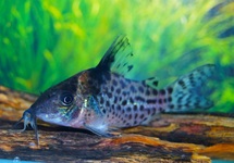 CORYDORAS (BROCHIS) AMBIACUS L