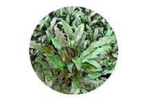 Cryptocoryne wendtii green gecko in pot (p5)