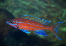 TANGANYIKA CICHLIDE BLUE NEON