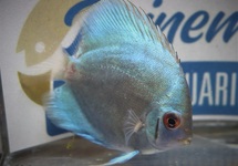 DISCUS BLUE DIAMOND