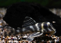L199 HYPANCISTRUS FURUNCULUS