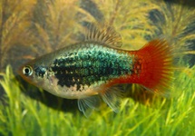 PLATY TUXEDO BLEU ROUGEQUEUE
