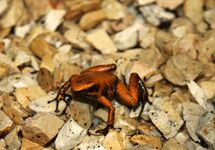 GOLDEN PIJLGIFKIKKER