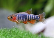 EMERALD DWARF RASBORA