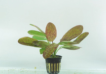 Rotala rotundifolia 'Blood Red' - PE