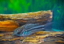 CORYDORAS (GASTRODERMUS) NANUS S/M
