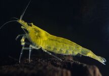 LIMOEN GEEL AMANO GARNAAL JAPONICA