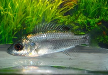 BLACKFIN TILAPIA