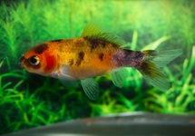 GOUDVIS SHUBUNKIN GEEL