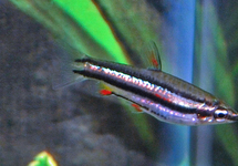 POISSON-CRAYON NAIN
