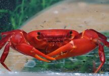 CRABE INDIA