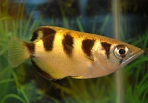 BANDED ARCHERFISH