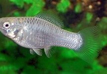 SAILFIN MOLLY SILVER