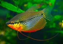 PEARL GOURAMI