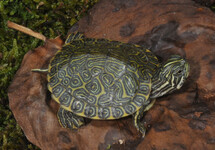 HIËROGLYFEN SIERSCHILDPAD
