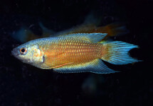 PARADISEFISH BLUE FIN RED FLAME