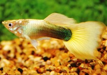 GUPPY TUXEDO YELLOW MALE