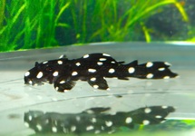 L241 GALAXIAS PLECO