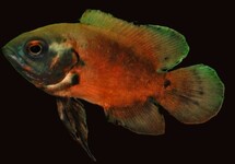 ASTRONOTUS OCELLATUS RED S