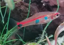 DOMINO TETRA