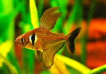 BLACK PHANTOM TETRA