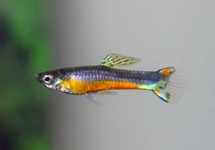 ENDLER'S GUPPY SANTA MARIA (M/F)