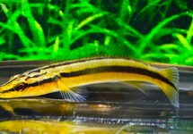 SNOEKCICHLIDE ZEBRINA