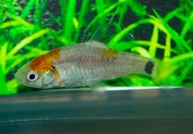 BROKAATBARBEEL 3 KLEUR