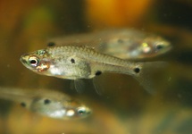 RASBORA NAIN MICROS