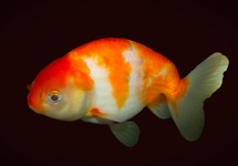 SCHLEIER RANCHU ROT/WEISS